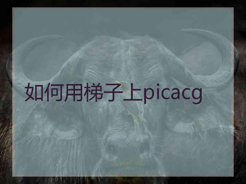 如何用梯子上picacg