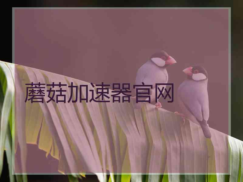 蘑菇加速器官网