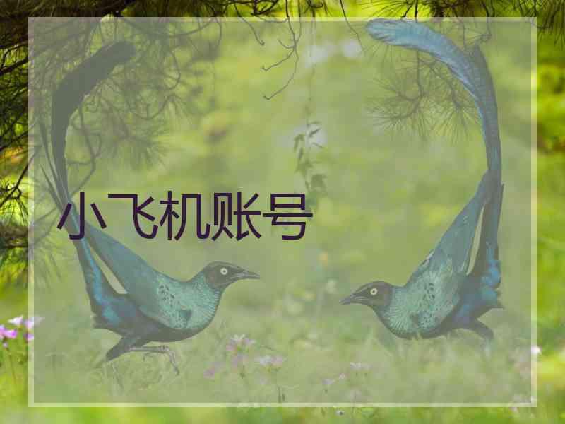 小飞机账号