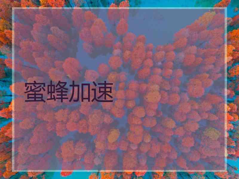 蜜蜂加速