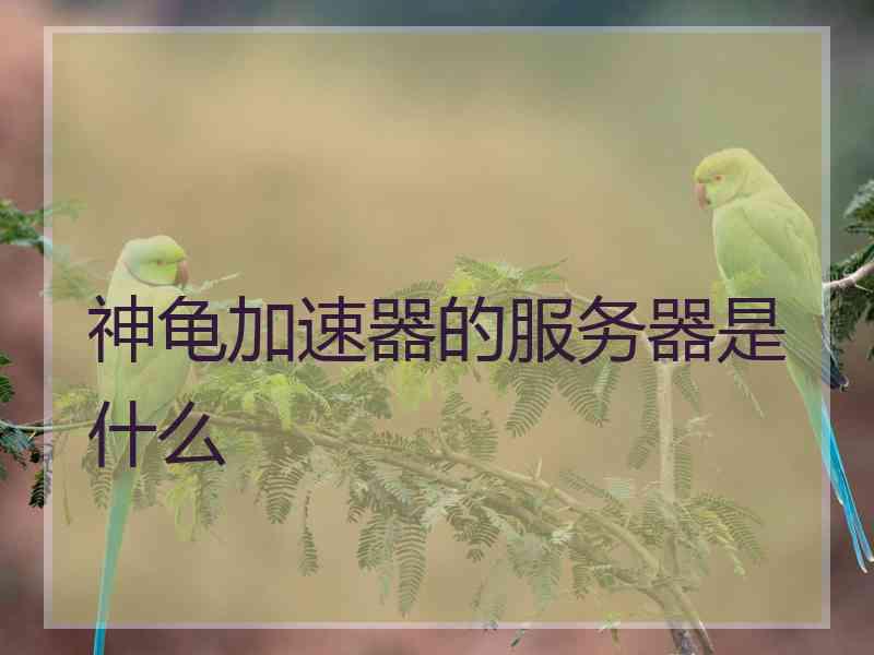 神龟加速器的服务器是什么