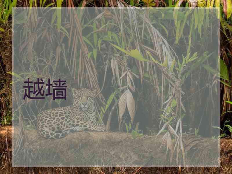 越墙